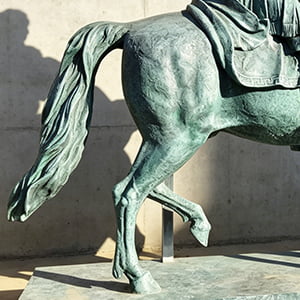 Bronze horse hindquarter muscle definition